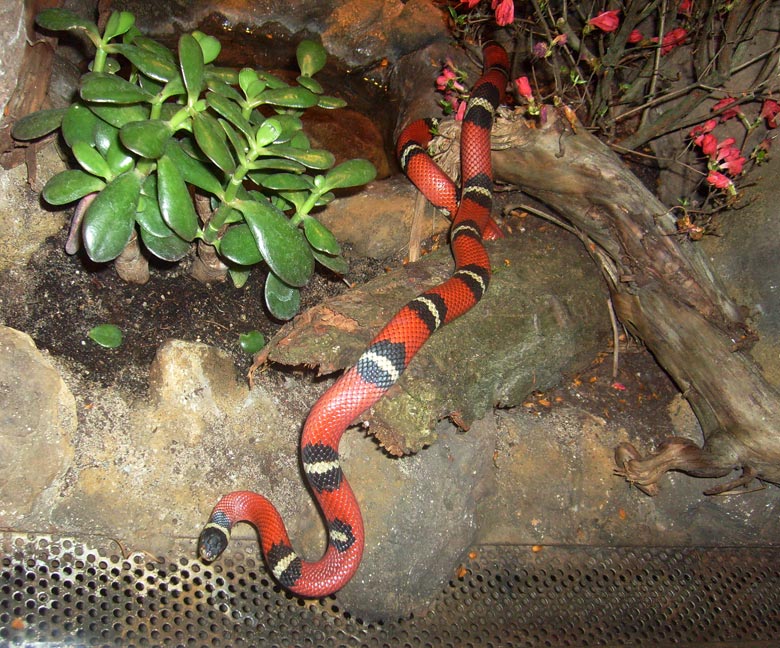 Sinaloa-Dreiecksnatter im Zoo Wuppertal im Mai 2010