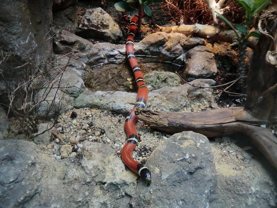 Sinaloa-Dreiecksnatter im Zoo Wuppertal im März 2014