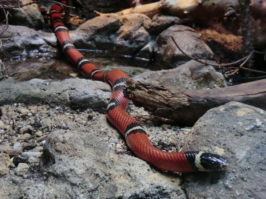 Sinaloa-Dreiecksnatter im Wuppertaler Zoo im März 2014