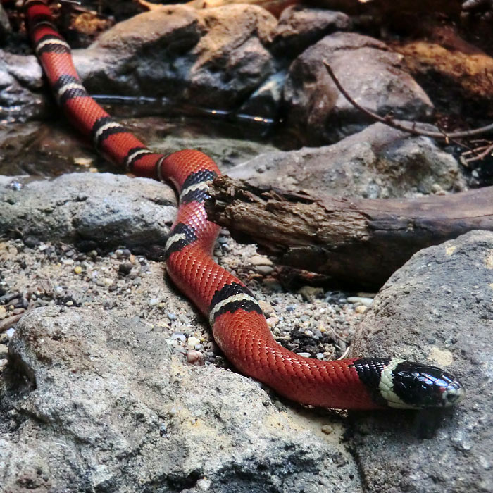 Sinaloa-Dreiecksnatter im Wuppertaler Zoo im März 2014