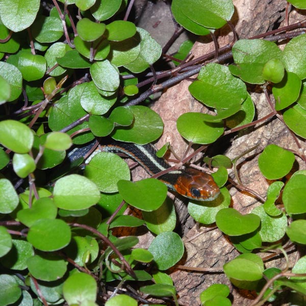 San-Francisco-Strumpfbandnatter (Thamnophis sirtalis tetrataenia) im Wuppertaler Zoo im März 2017