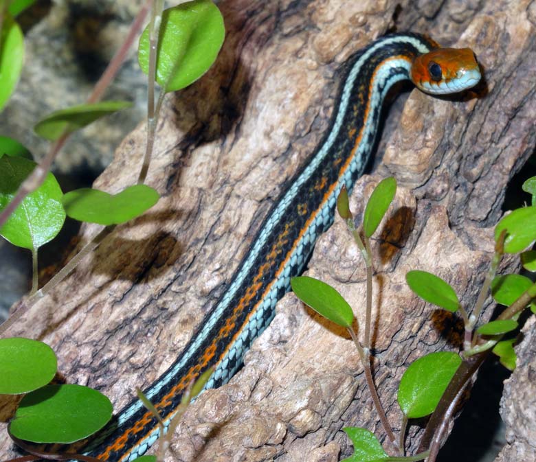 San-Francisco-Strumpfbandnatter am 13. April 2017 im Terrarium im Grünen Zoo Wuppertal