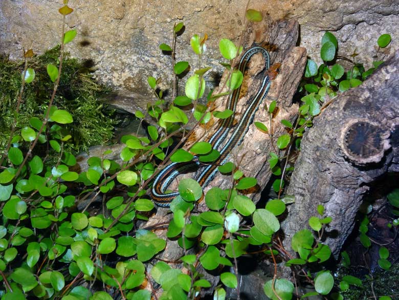 San-Francisco-Strumpfbandnatter am 13. April 2017 im Terrarium im Zoologischen Garten der Stadt Wuppertal