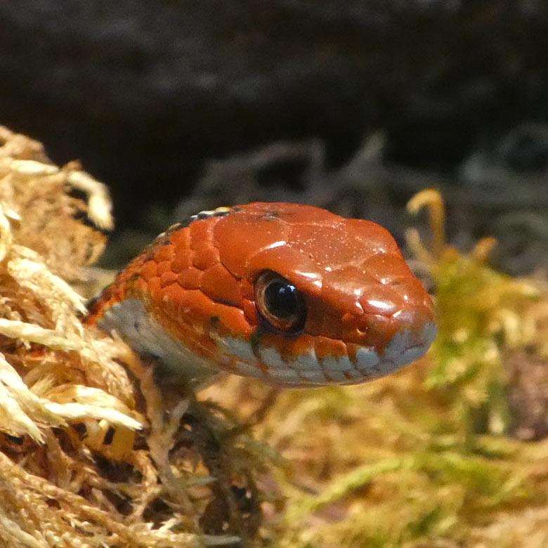 San-Francisco-Strumpfbandnatter am 17. Juli 2017 im Terrarium im Grünen Zoo Wuppertal