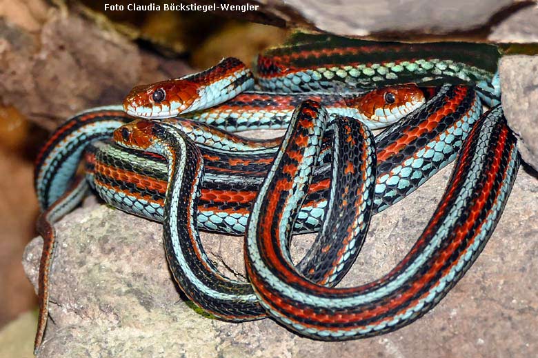 Drei San-Francisco-Strumpfbandnattern am 6. Januar 2018 im Terrarium im Grünen Zoo Wuppertal (Foto Claudia Böckstiegel-Wengler)