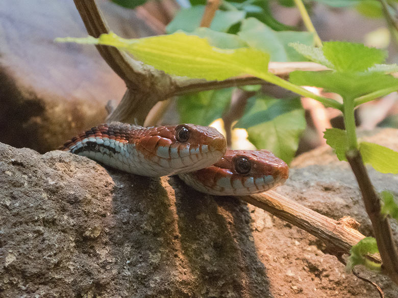 Zwei San-Francisco-Strumpfbandnattern am 3. Oktober 2018 im Terrarium im Grünen Zoo Wuppertal