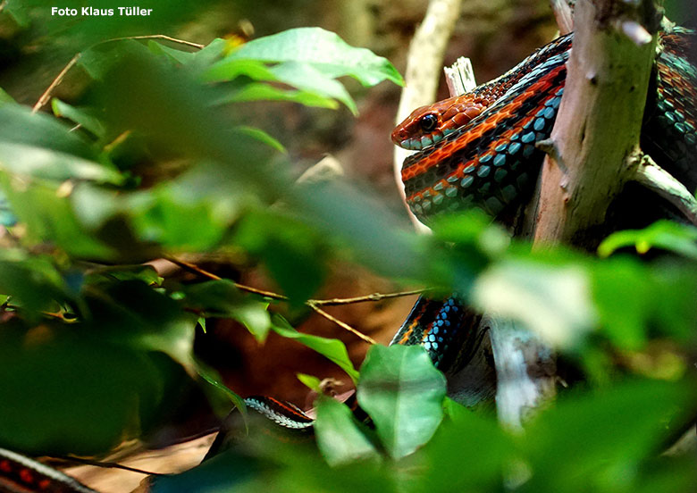 San-Francisco-Strumpfbandnatter am 10. Oktober 2018 im Terrarium im Grünen Zoo Wuppertal (Foto Klaus Tüller)