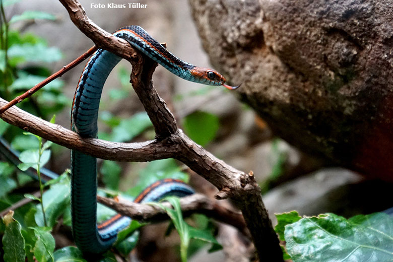 San-Francisco-Strumpfbandnatter am 16. August 2019 im Terrarium im Grünen Zoo Wuppertal (Foto Klaus Tüller)