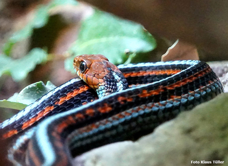 San-Francisco-Strumpfbandnatter am 5. Oktober 2019 im Terrarium im Grünen Zoo Wuppertal (Foto Klaus Tüller)