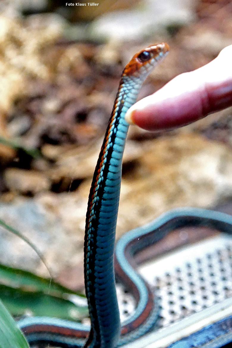 San-Francisco-Strumpfbandnatter am 7. März 2020 ganz nah an der Glasscheibe im Terrarium im Zoologischen Garten Wuppertal (Foto Klaus Tüller)