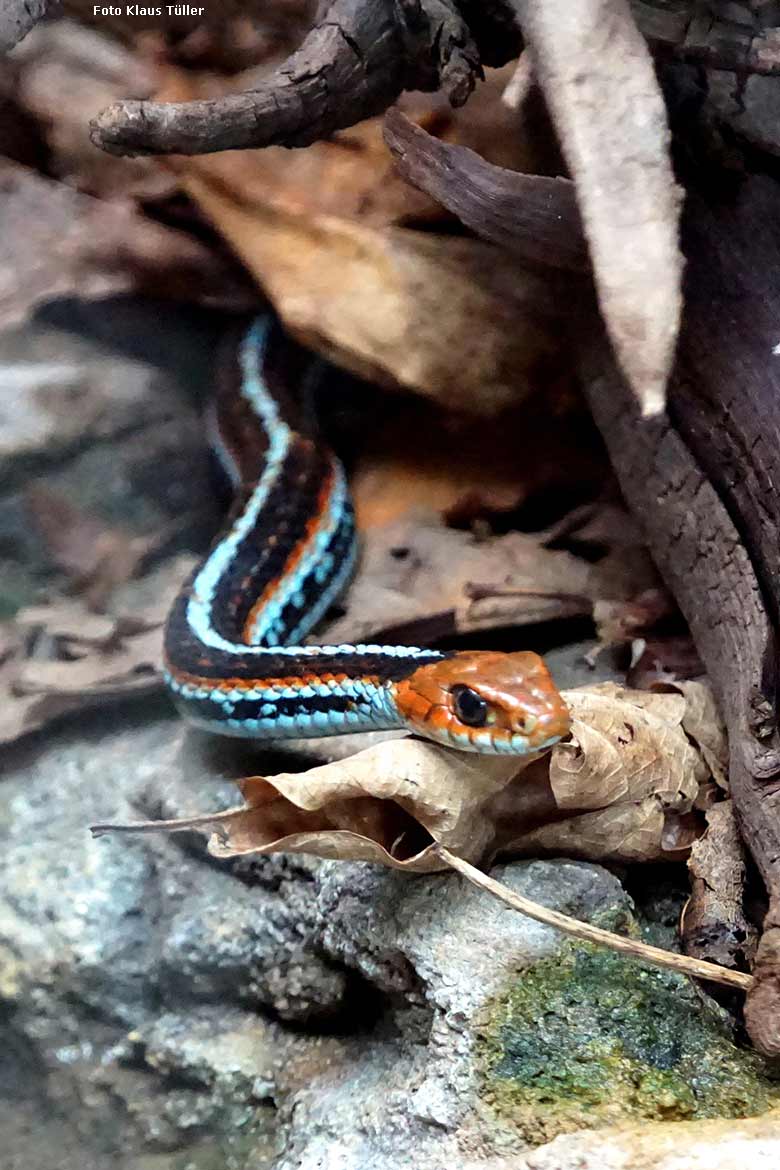 San-Francisco-Strumpfbandnatter am 8. März 2020 im Terrarium im Zoologischen Garten Wuppertal (Foto Klaus Tüller)