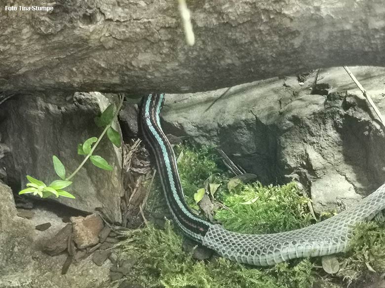 Männliche San-Francisco-Strumpfbandnatter bei der Häutung am 31. Oktober 2021 in einem Schaugehege im Terrarium im Grünen Zoo Wuppertal (Foto Tina Stumpe)