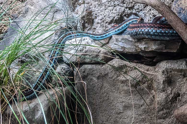 Männliche San-Francisco-Strumpfbandnatter (kleinere Natter) und weibliche San-Francisco-Strumpfbandnatter (dickere Natter) am 28. November 2021 im Terrarium im Wuppertaler Zoo
