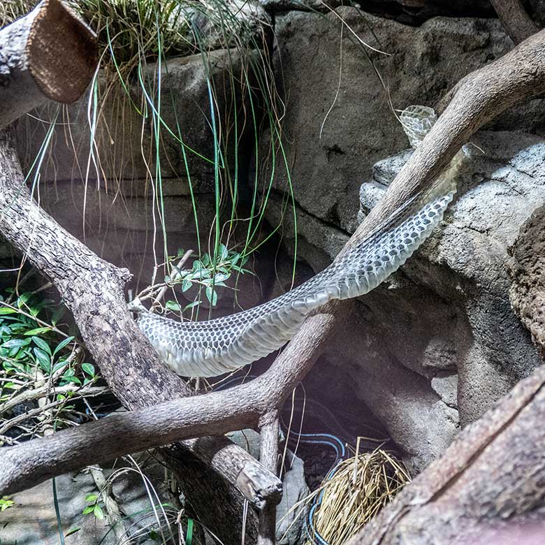 Abgestreifte Haut einer San-Francisco-Strumpfbandnatter am 29. November 2021 in einem Schaugehege im Terrarium im Grünen Zoo Wuppertal