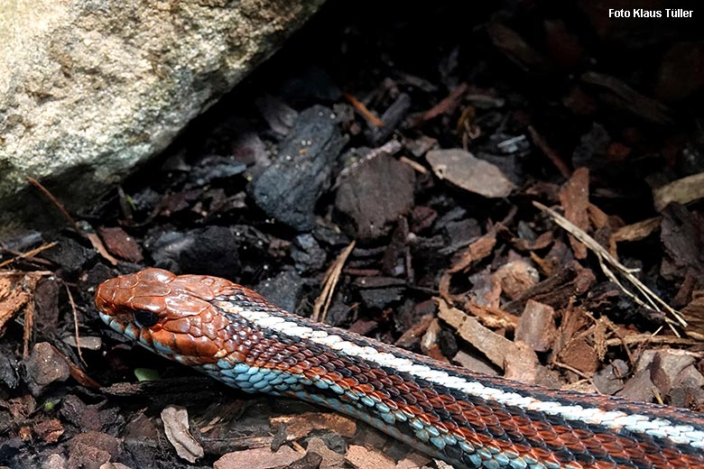 San-Francisco-Strumpfbandnatter am 26. Dezember 2021 im Terrarium im Zoologischen Garten der Stadt Wuppertal (Foto Klaus Tüller)