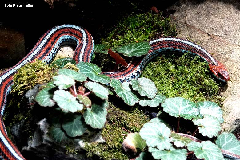 San-Francisco-Strumpfbandnatter am 26. Dezember 2021 im Terrarium im Grünen Zoo Wuppertal (Foto Klaus Tüller)