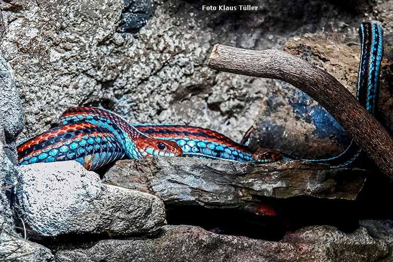 Weibliche und männliche San-Francisco-Strumpfbandnatter am 30. Dezember 2021 im Terrarium im Grünen Zoo Wuppertal (Foto Klaus Tüller)