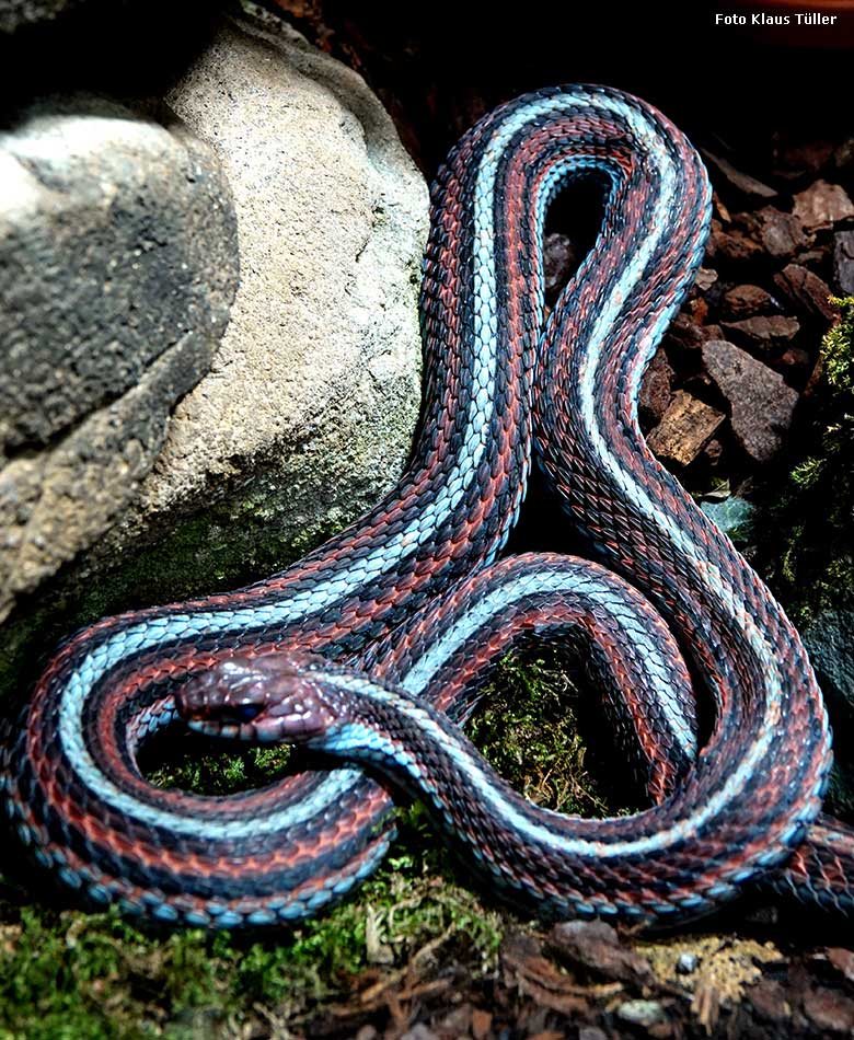 San-Francisco-Strumpfbandnatter am 6. Januar 2022 im Terrarium im Zoologischen Garten er Stadt Wuppertal (Foto Klaus Tüller)