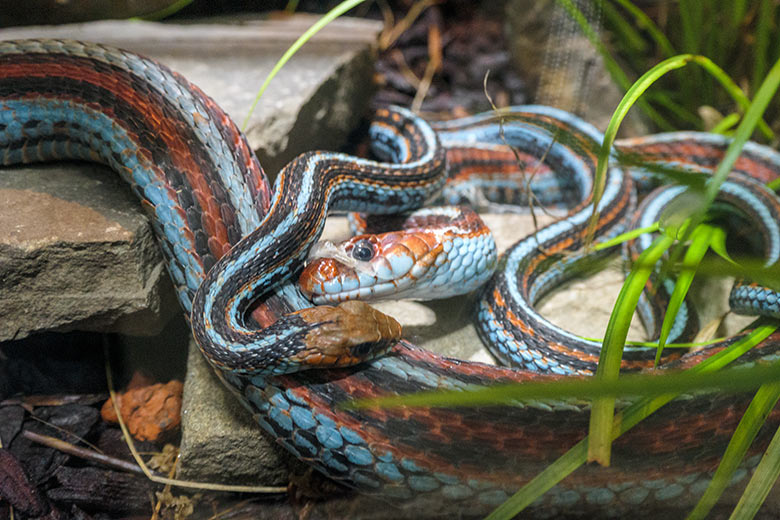 Weibliche (oben) und männliche San-Francisco-Strumpfbandnatter am 12. Januar 2022 im Terrarium im Zoologischen Garten Wuppertal