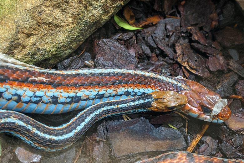 Weibliche (oben) und männliche San-Francisco-Strumpfbandnatter am 12. Januar 2022 im Terrarium im Zoologischen Garten der Stadt Wuppertal