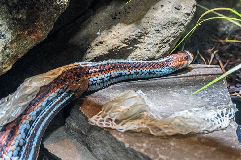 Weibliche San-Francisco-Strumpfbandnatter und männliche San-Francisco-Strumpfbandnatter (links unten) während der Häutung am 12. Januar 2022 im Terrarium im Wuppertaler Zoo