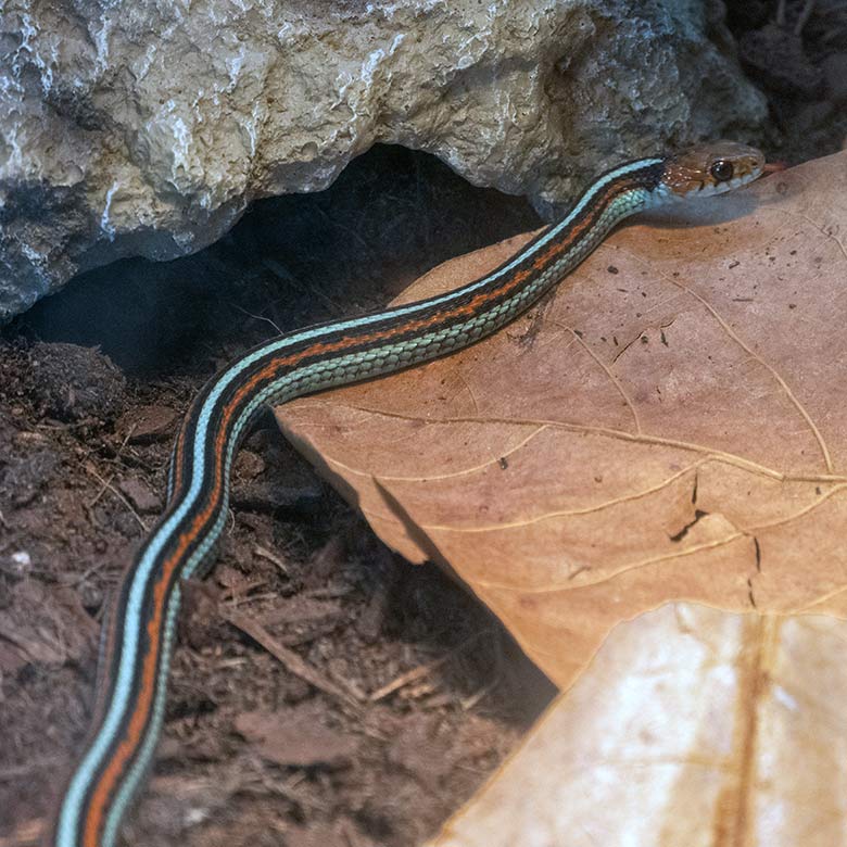 Junge San-Francisco-Strumpfbandnatter am 21. Februar 2024 in einem Schau-Terrarium in der Nachzuchtstation im Zoo Wuppertal