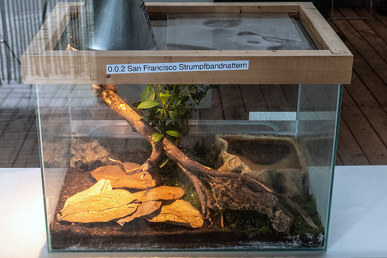 Schau-Terrarium für die San-Francisco-Strumpfbandnattern am 21. Februar 2024 in der Nachzuchtstation im Wuppertaler Zoo