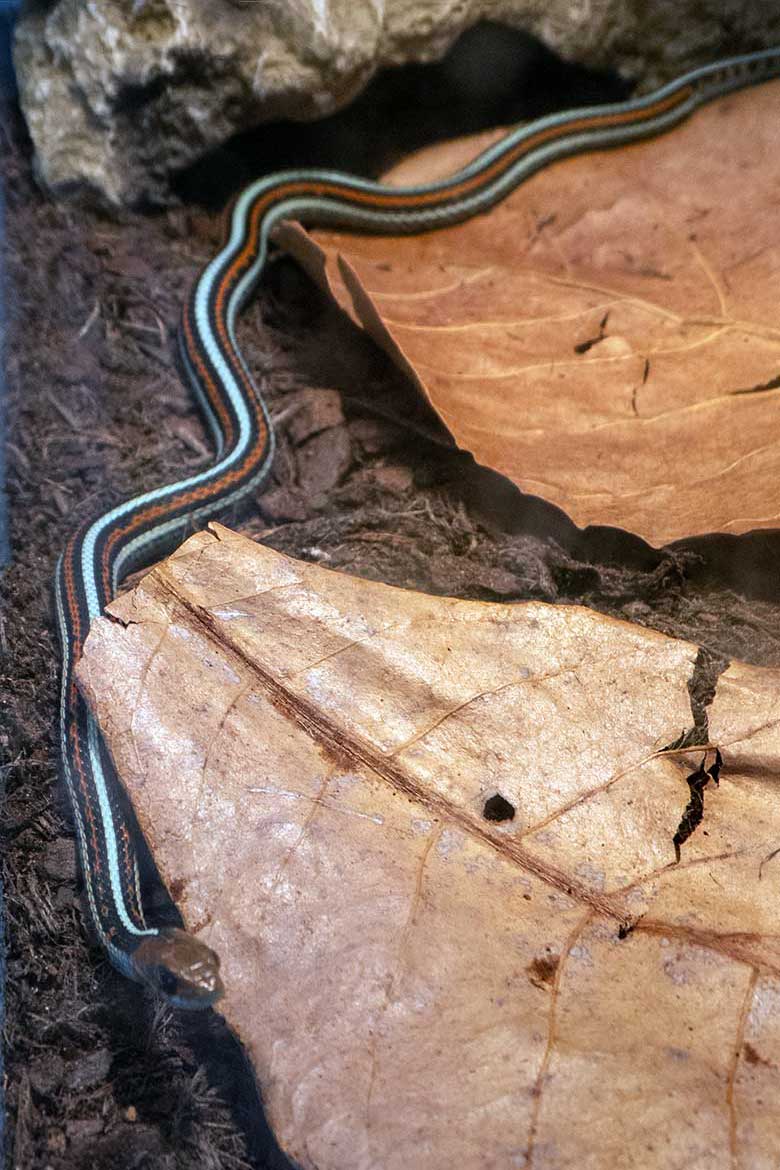 Junge San-Francisco-Strumpfbandnatter am 25. Februar 2024 in einem Schau-Terrarium in der Nachzuchtstation im Grünen Zoo Wuppertal