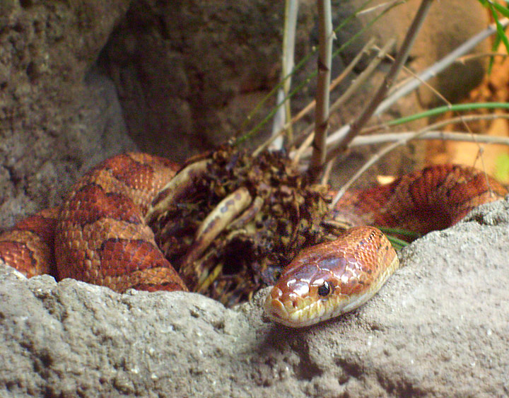 Kornnatter im Zoo Wuppertal im Dezember 2008