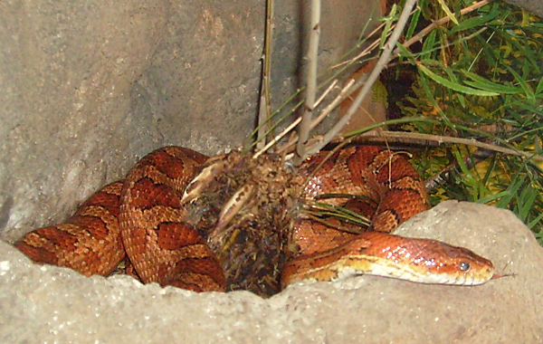 Kornnatter im Wuppertaler Zoo im Dezember 2008