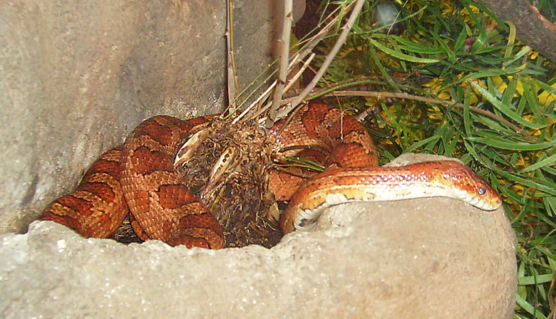 Kornnatter im Zoologischen Garten Wuppertal im Dezember 2008