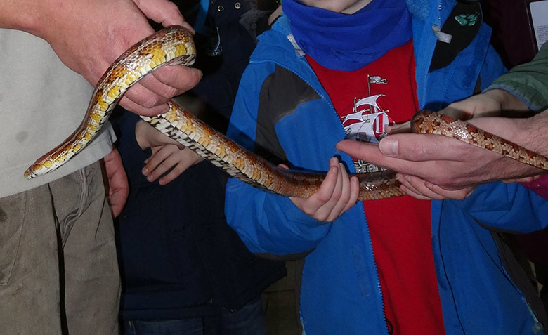 Präsentation der Nordamerikanischen Kornnatter am 7. Februar 2015 im Terrarium im Wuppertaler Zoo