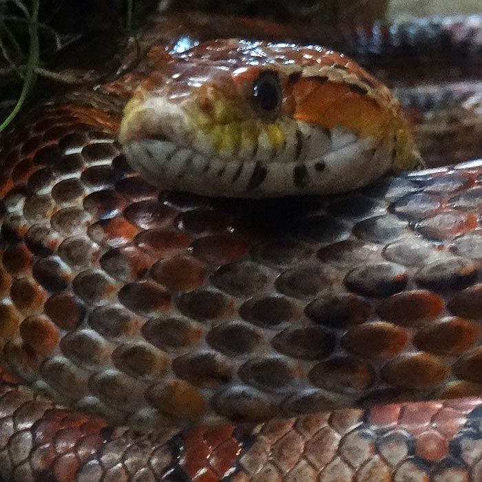 Kornnatter im Wuppertaler Zoo im Oktober 2015