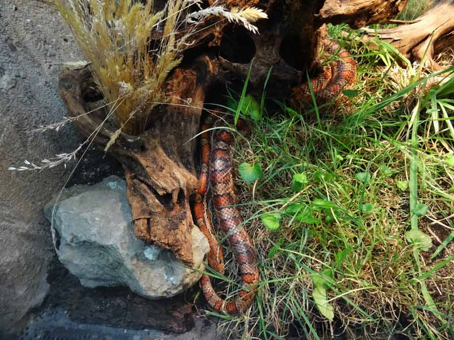 Nordamerikanische Kornnatter im Grünen Zoo Wuppertal im Oktober 2015