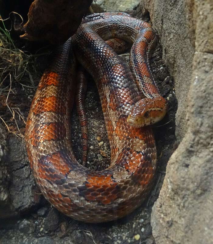 Nordamerikanische Kornnatter im Zoologischen Garten Wuppertal im Oktober 2015