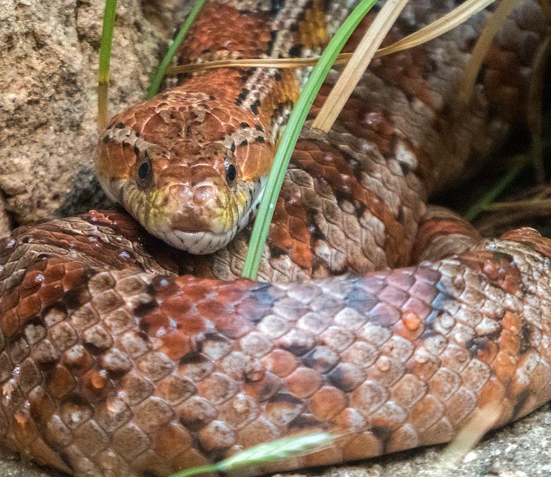 Nordamerikanische Kornnatter am 7. Juli 2019 im Schaugehege im Terrarium im Zoologischen Garten Wuppertal