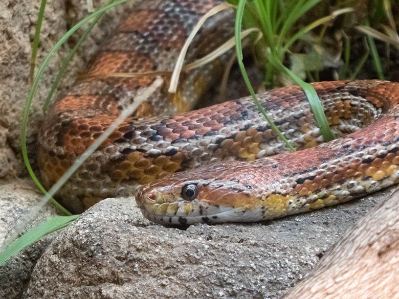 Nordamerikanische Kornnatter am 7. Juli 2019 im Schaugehege im Terrarium im Zoo Wuppertal