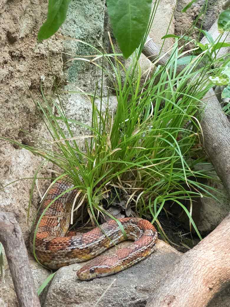 Nordamerikanische Kornnatter am 7. Juli 2019 im Schaugehege im Terrarium im Grünen Zoo Wuppertal