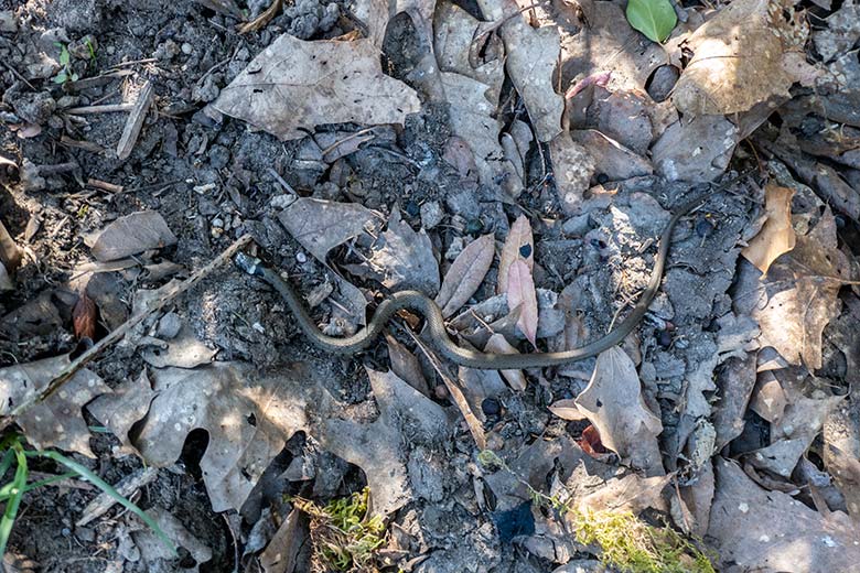 Wild im Zoo lebende Ringelnatter am 6. April 2025 neben dem Besucherweg an der Löwen-Anlage im Grünen Zoo Wuppertal