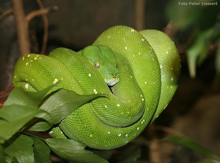 Grüner Baumpython im Wuppertaler Zoo im März 2007 (Foto Peter Emmert)