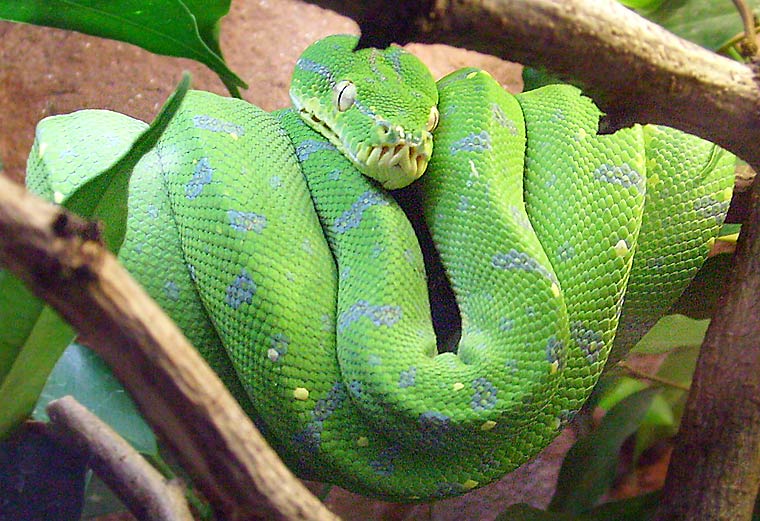 Grüner Baumpython im Zoo Wuppertal im April 2008