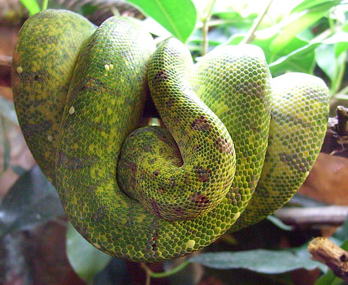 Grüner Baumpython im Zoologischen Garten Wuppertal im April 2008