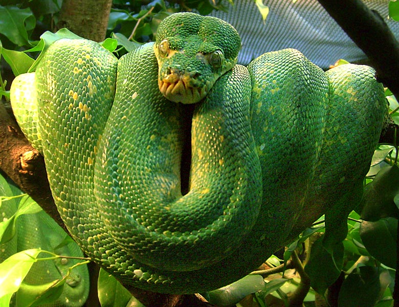 Grüner Baumpython im Zoo Wuppertal im Oktober 2008