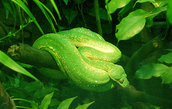 Grüner Baumpython im Wuppertaler Zoo im Dezember 2008