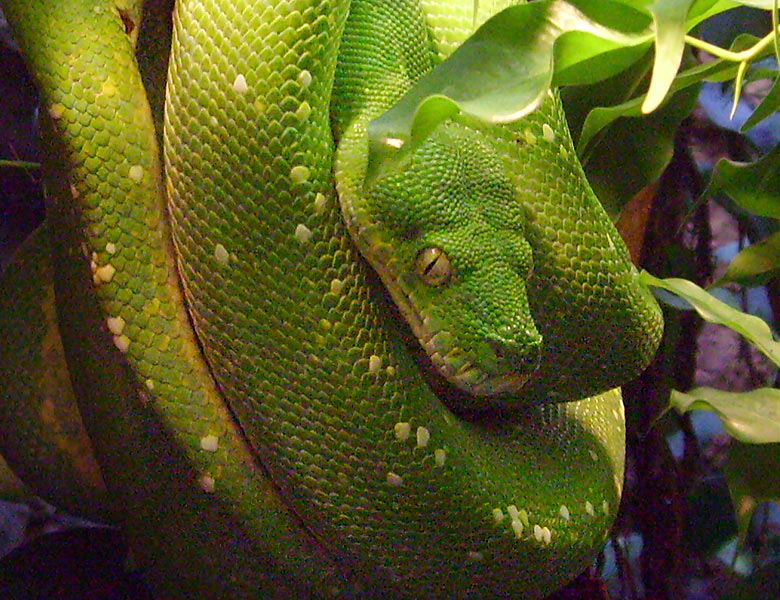 Grüner Baumpython im Zoologischen Garten Wuppertal im Januar 2009