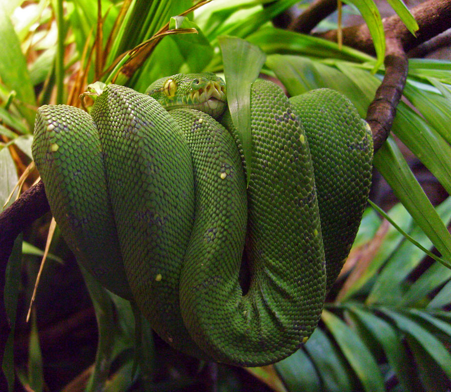 Grüner Baumpython im Zoo Wuppertal im Dezember 2009