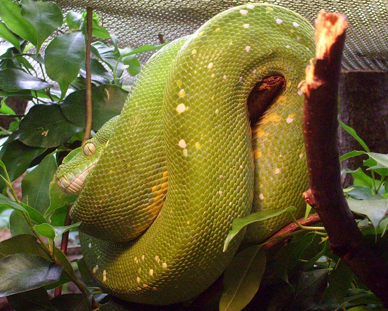 Grüner Baumpython im Zoologischen Garten Wuppertal im April 2010