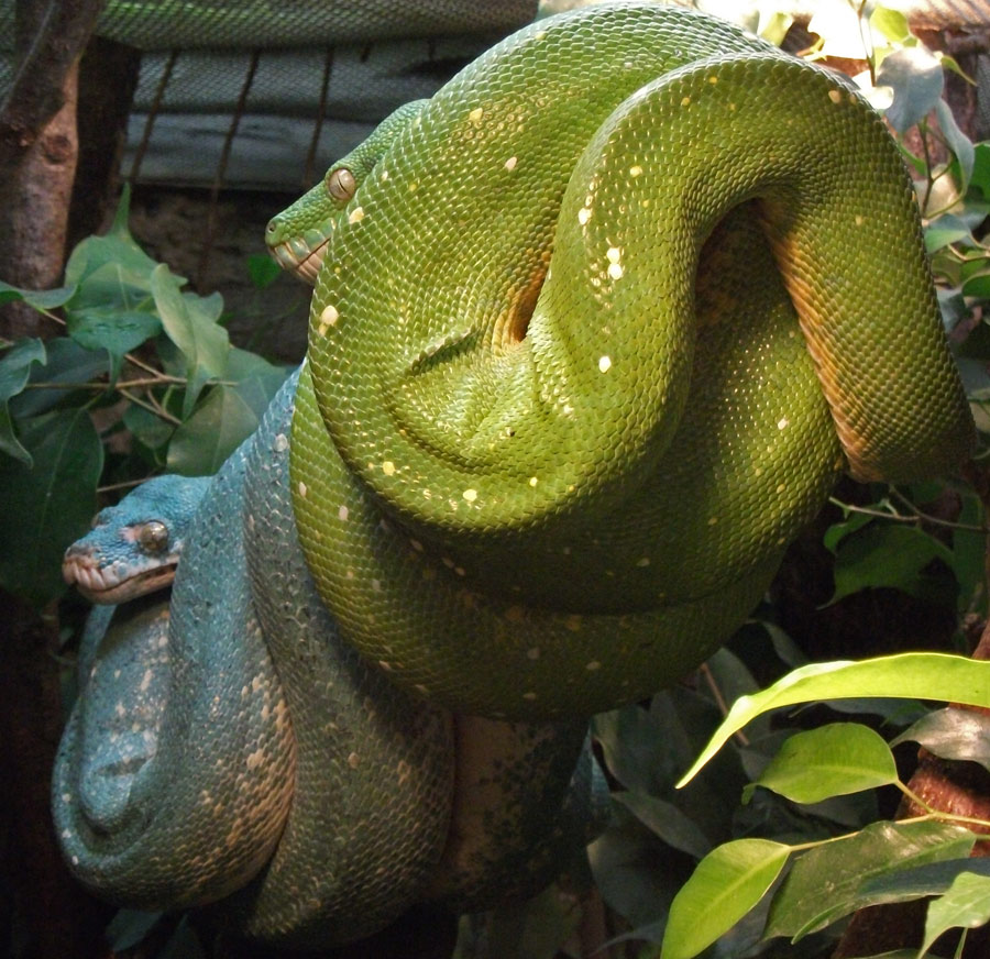 Grüner Baumpython im Zoo Wuppertal im November 2010