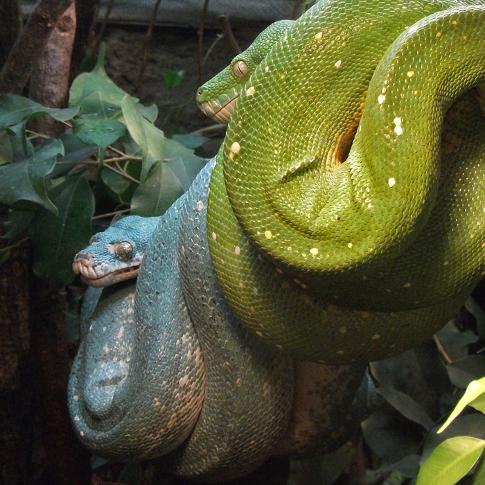 Grüner Baumpython im Wuppertaler Zoo im November 2010