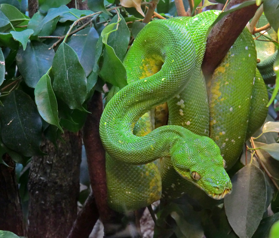 Grüner Baumpython im Zoologischen Garten Wuppertal im Juni 2011